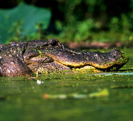 florida gator